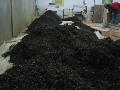 This is what tea looks like after it has been properly dried and sorted...makes you want a cup right?