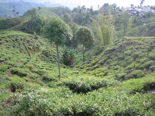 This is a relatively tame section of the tea fields.  The entire mountainside is covered with them.