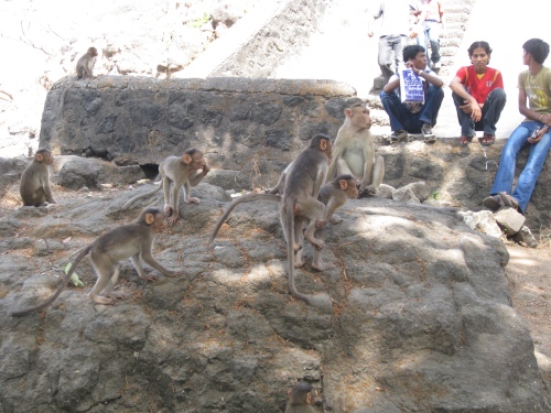 Yes, these monkeys are doing exactly what you think they are...