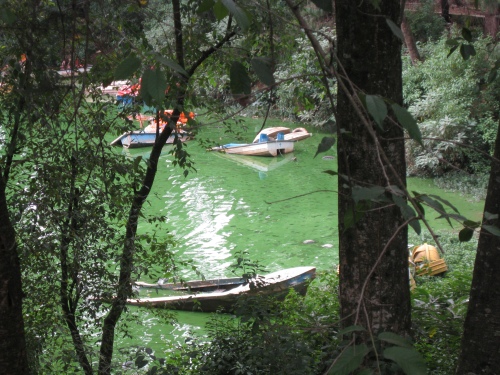 This is the boat graveyard at the Ooty "lake".  Notice the color of the water...